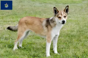 Read more about the article Norwegian Lundehund breeders and puppies in Maine
