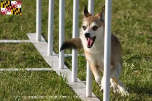 Read more about the article Norwegian Lundehund breeders and puppies in Maryland