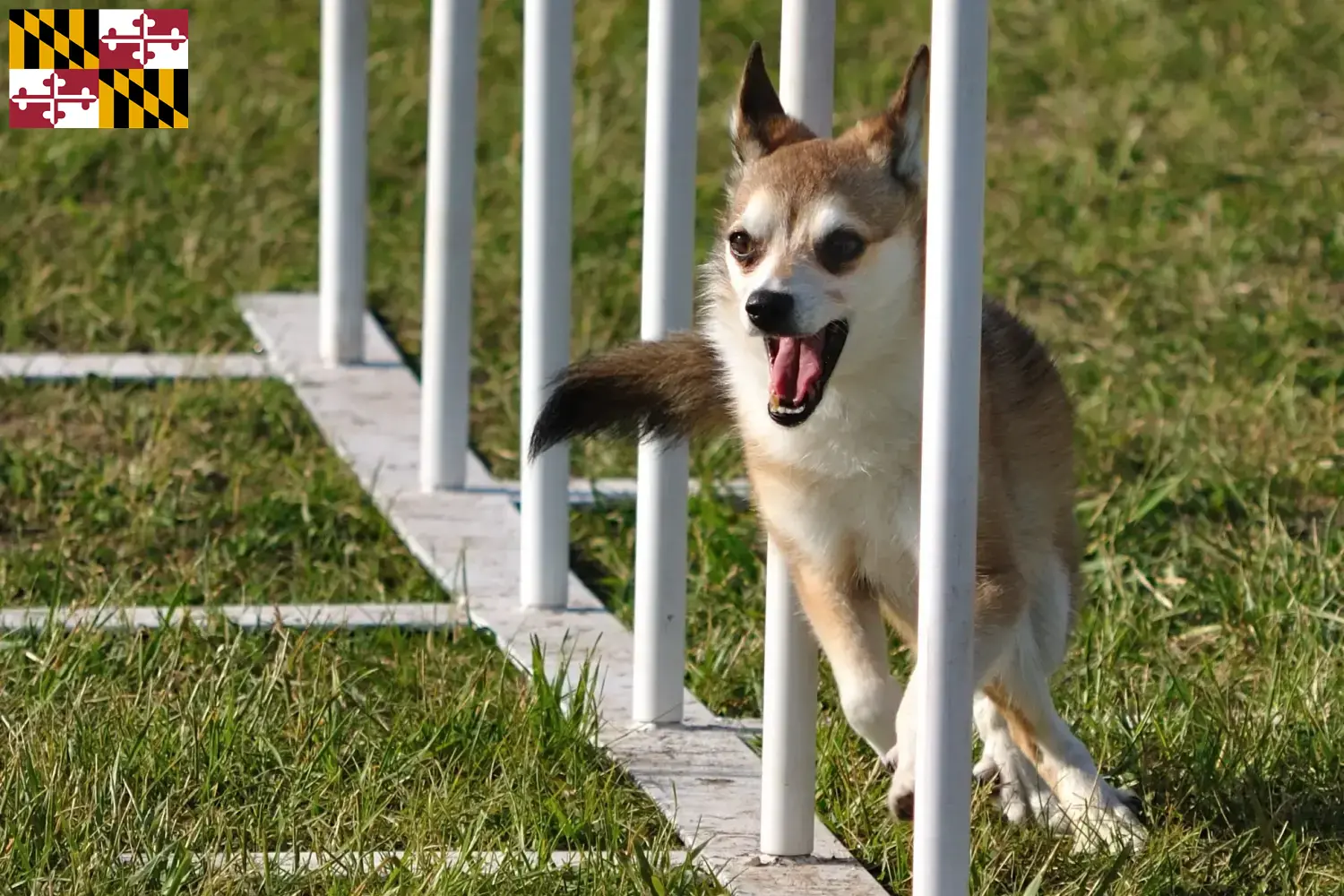 Norwegian Lundehund puppies and breeder Maryland Find Norwegian Lundehund breeders in Maryland here.