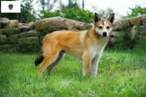 Read more about the article Norwegian Lundehund breeders and puppies in Massachusetts