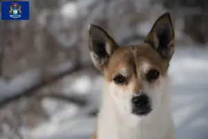 Read more about the article Norwegian Lundehund breeders and puppies in Michigan