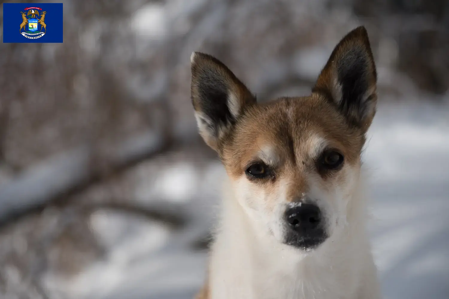 Norwegian Lundehund puppies and breeders Michigan Find Norwegian Lundehund breeders in Michigan here.