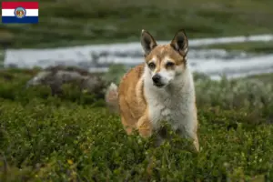Read more about the article Norwegian Lundehund breeders and puppies in Missouri
