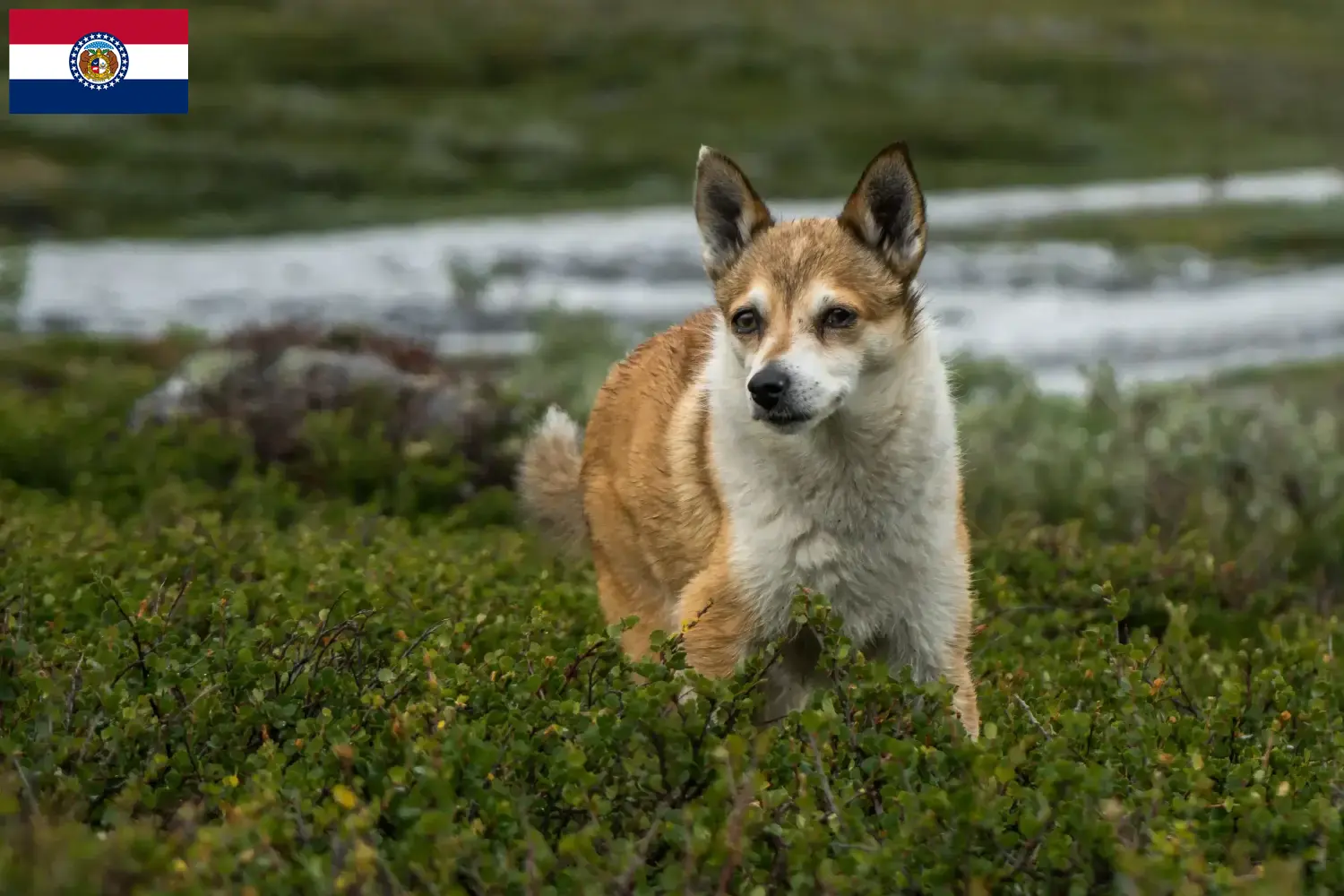 Norwegian Lundehund puppies and breeders Missouri Find Norwegian Lundehund breeders in Missouri here.