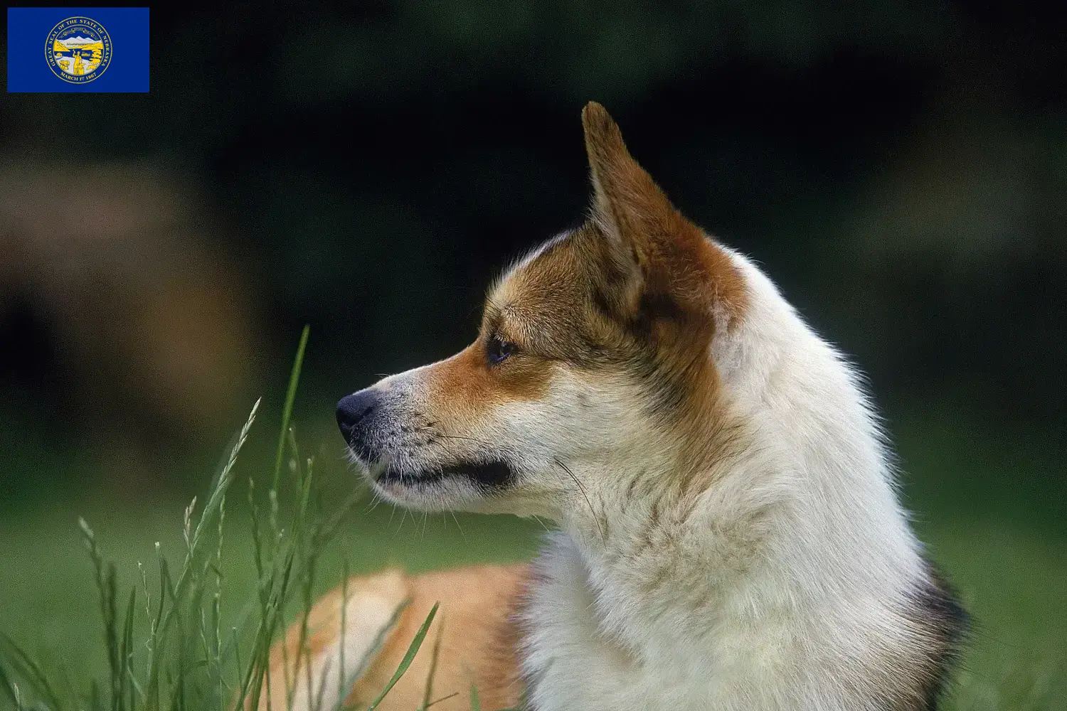 Norwegian Lundehund puppies and breeders Nebraska Find Norwegian Lundehund breeders in Nebraska here.