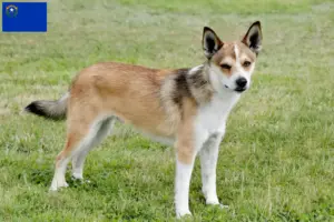 Read more about the article Norwegian Lundehund breeders and puppies in Nevada