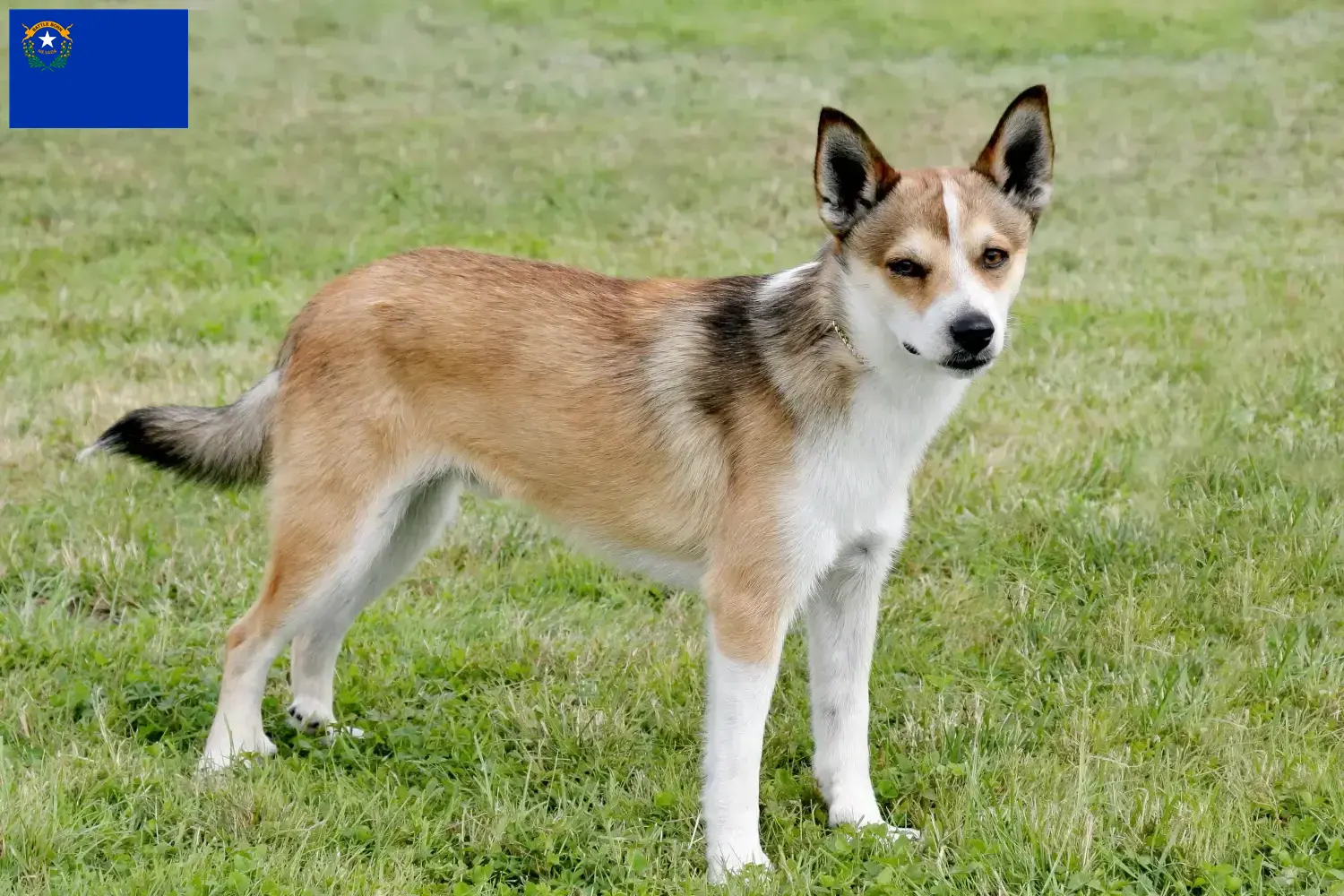 Norwegian Lundehund puppies and breeder Nevada Find Norwegian Lundehund breeders in Nevada.