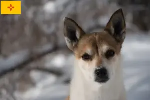 Read more about the article Norwegian Lundehund breeders and puppies in New Mexico