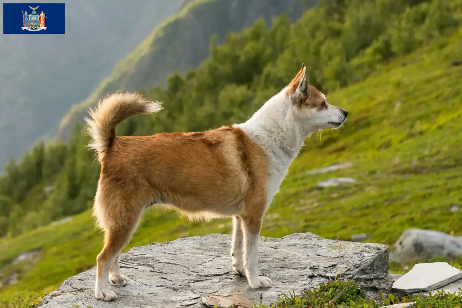 Norwegian Lundehund puppies and breeders New York Find Norwegian Lundehund breeders in New York here.