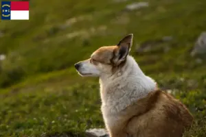 Read more about the article Norwegian Lundehund breeders and puppies in North Carolina