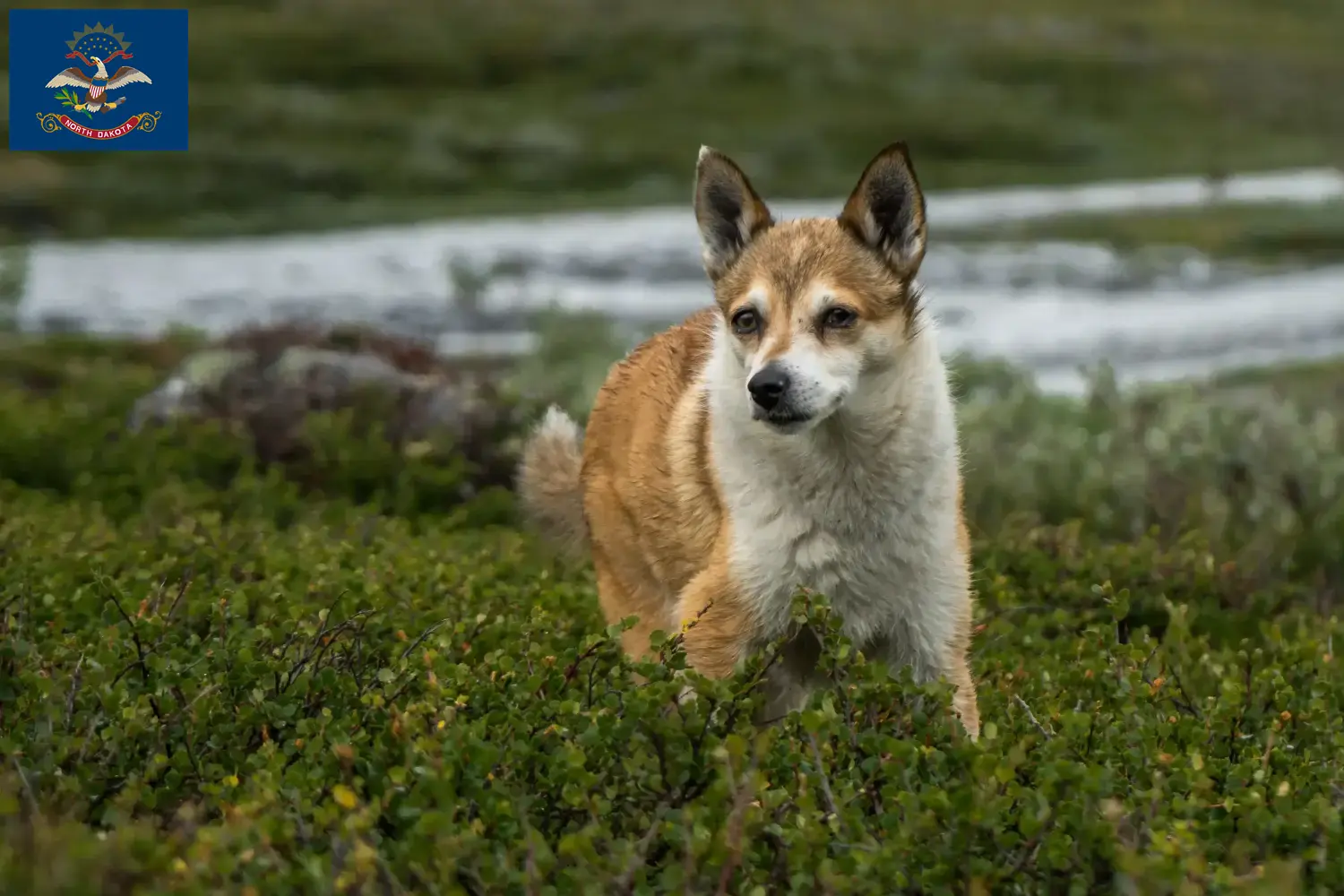 Norwegian Lundehund puppies and breeders North Dakota Find Norwegian Lundehund breeders in North Dakota here.