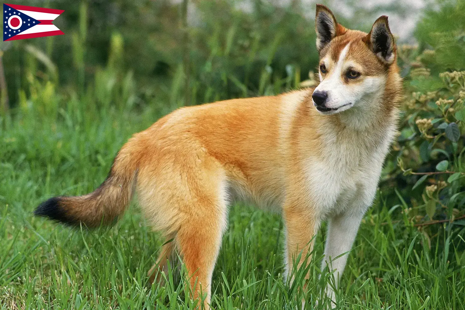 Norwegian Lundehund puppies and breeder Ohio Find Norwegian Lundehund breeders in Ohio here.