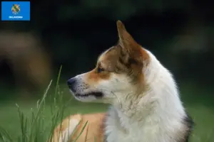 Read more about the article Norwegian Lundehund breeder and puppies in Oklahoma