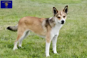 Read more about the article Norwegian Lundehund breeders and puppies in Oregon