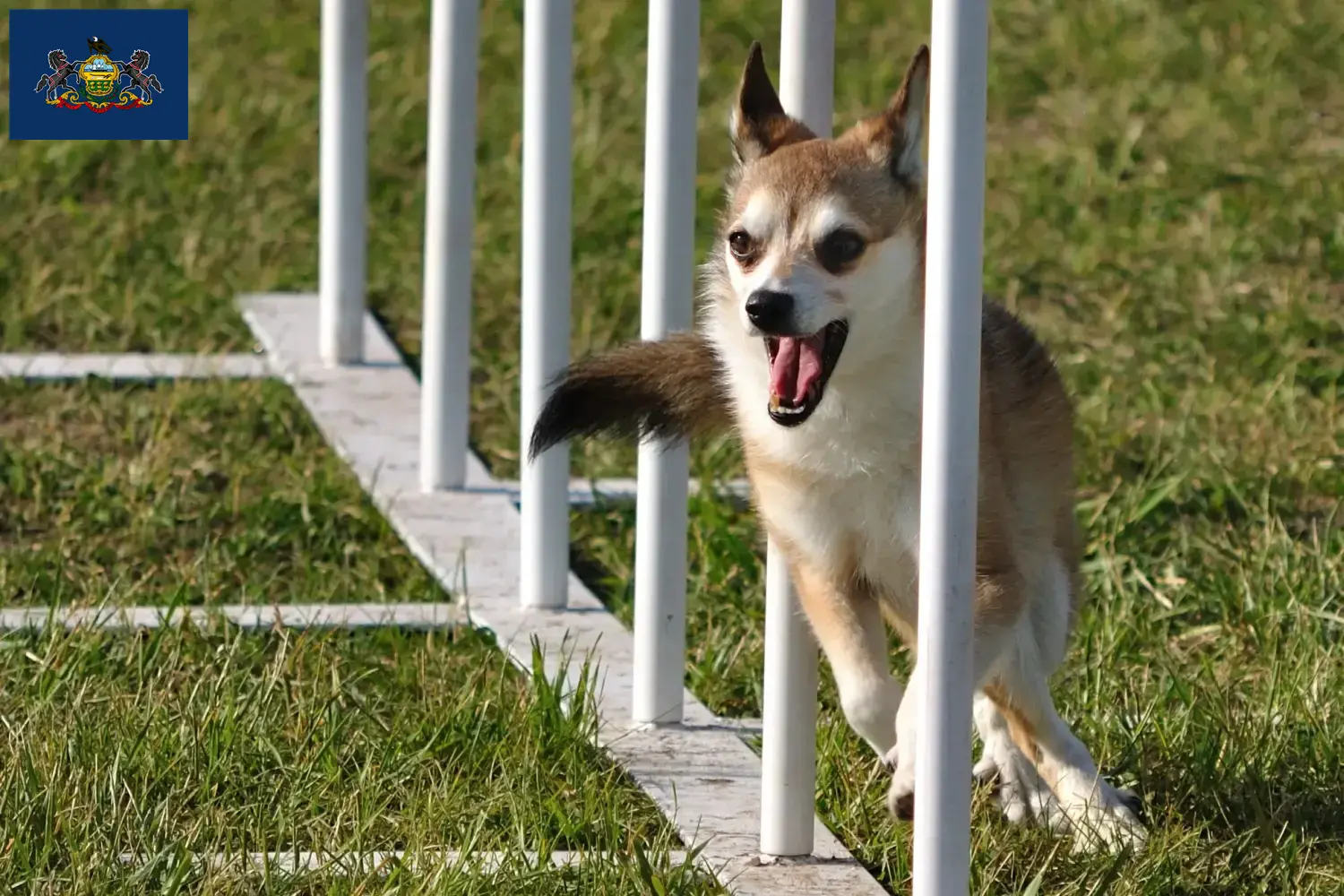 Read more about the article Norwegian Lundehund breeders and puppies in Pennsylvania