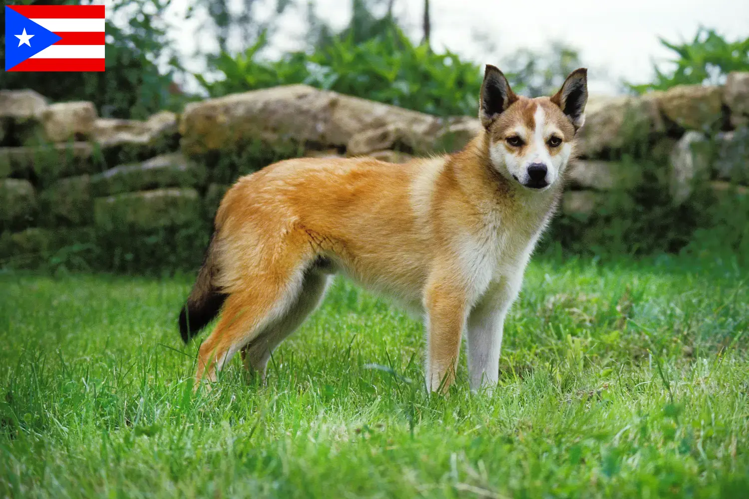 Read more about the article Norwegian Lundehund breeder and puppies in Puerto Rico