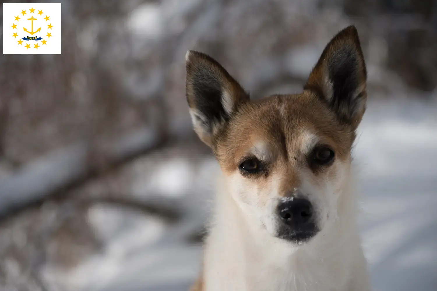 Read more about the article Norwegian Lundehund breeders and puppies in Rhode Island