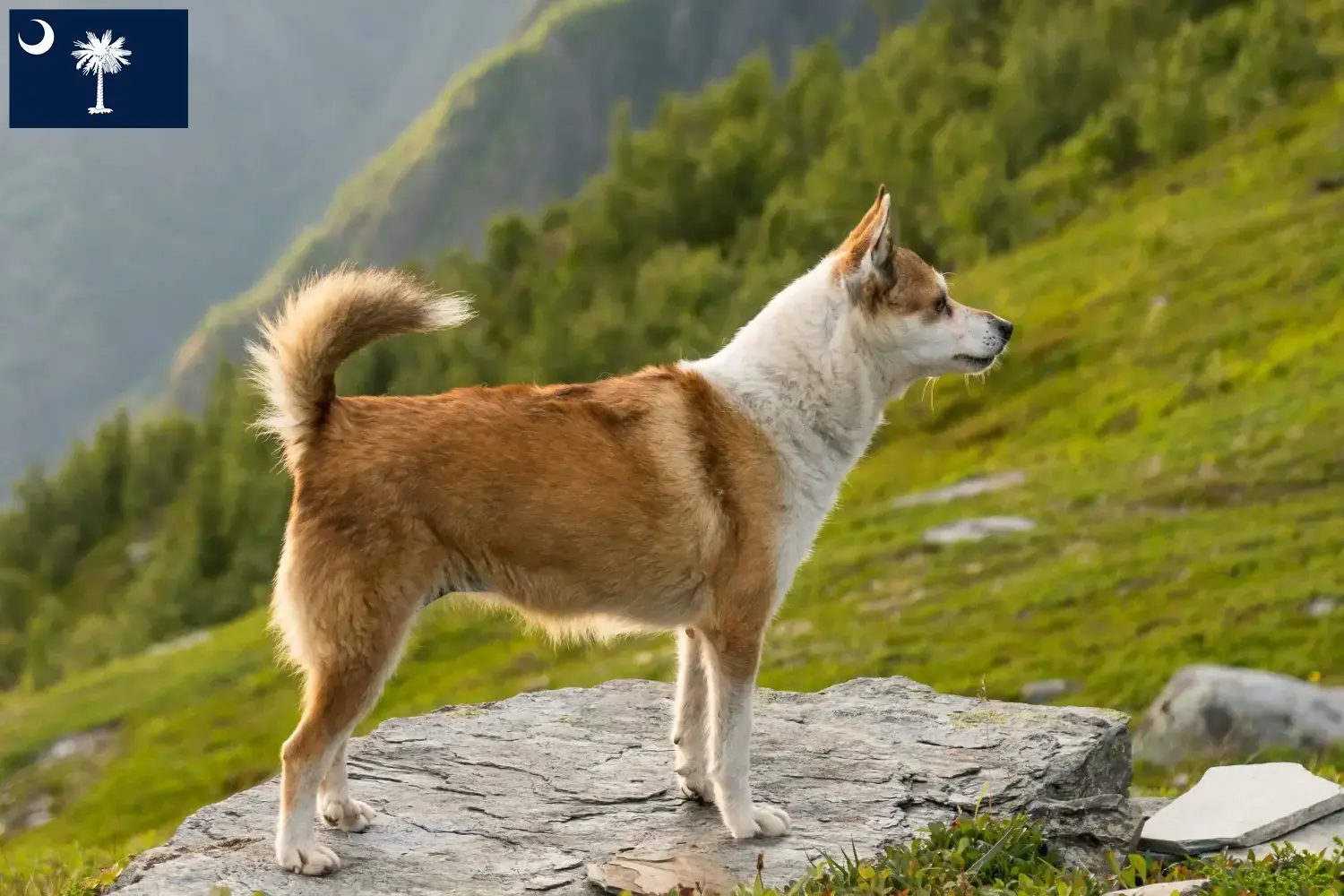 Read more about the article Norwegian Lundehund breeders and puppies in South Carolina