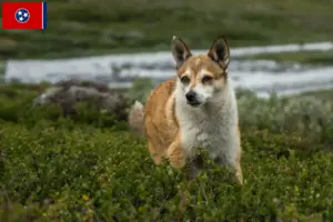 Read more about the article Norwegian Lundehund breeders and puppies in Tennessee