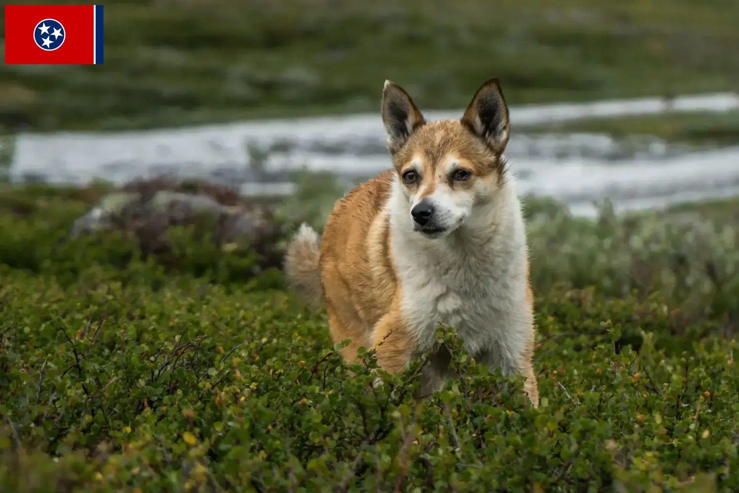 Read more about the article Norwegian Lundehund breeders and puppies in Tennessee
