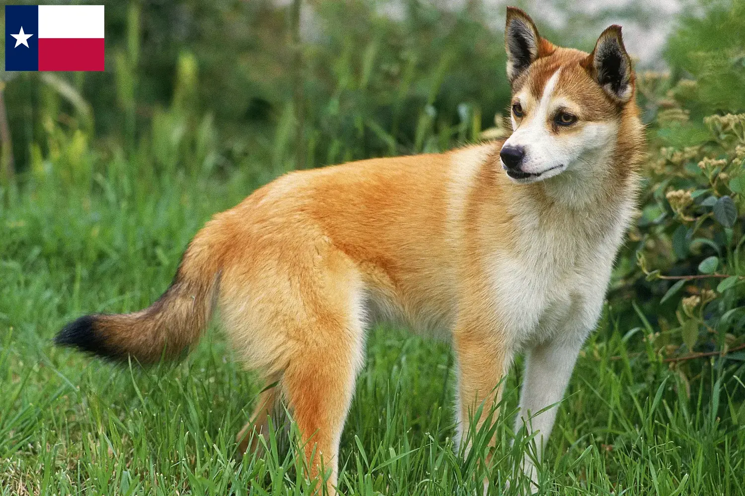 Read more about the article Norwegian Lundehund breeders and puppies in Texas
