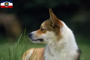 Read more about the article Norwegian Lundehund breeders and puppies in Utah
