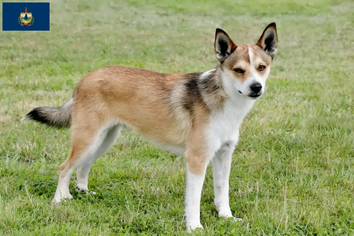 Read more about the article Norwegian Lundehund breeders and puppies in Vermont
