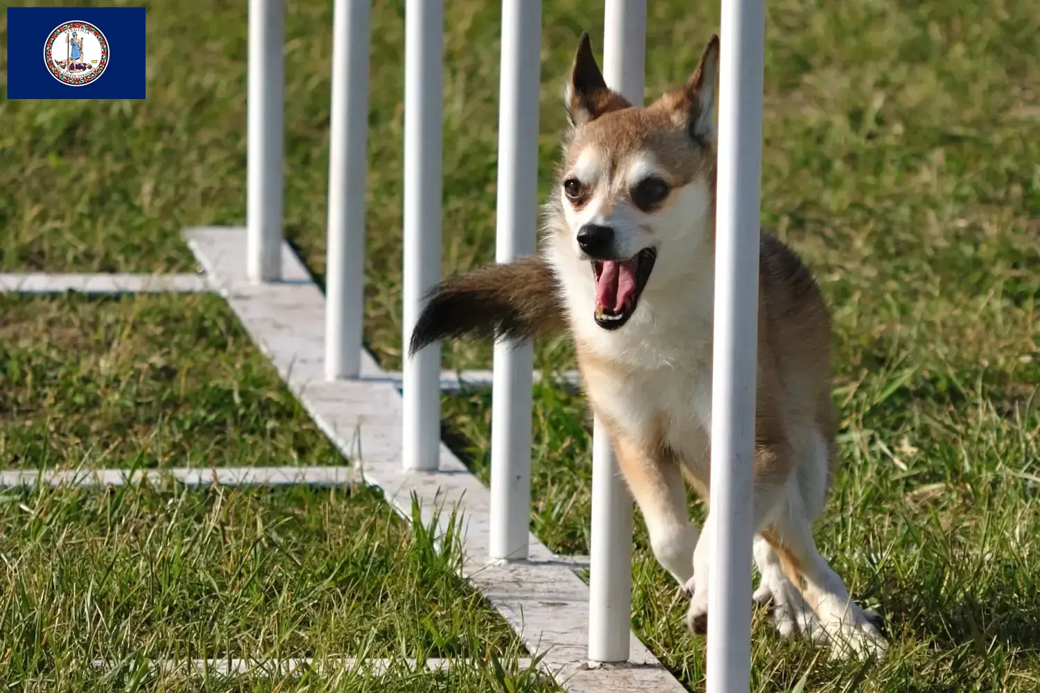 Read more about the article Norwegian Lundehund breeders and puppies in Virginia