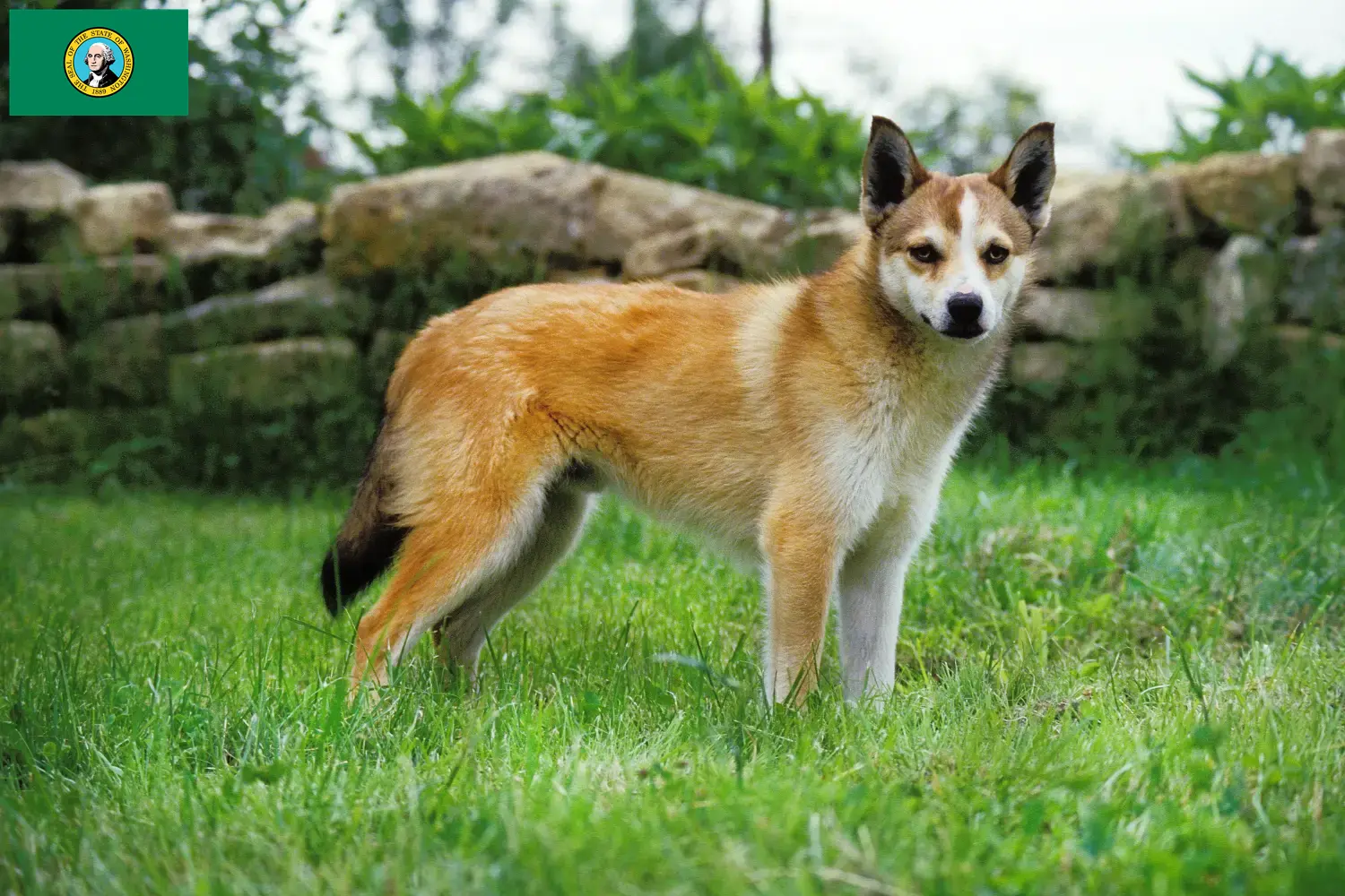 Read more about the article Norwegian Lundehund breeders and puppies in Washington