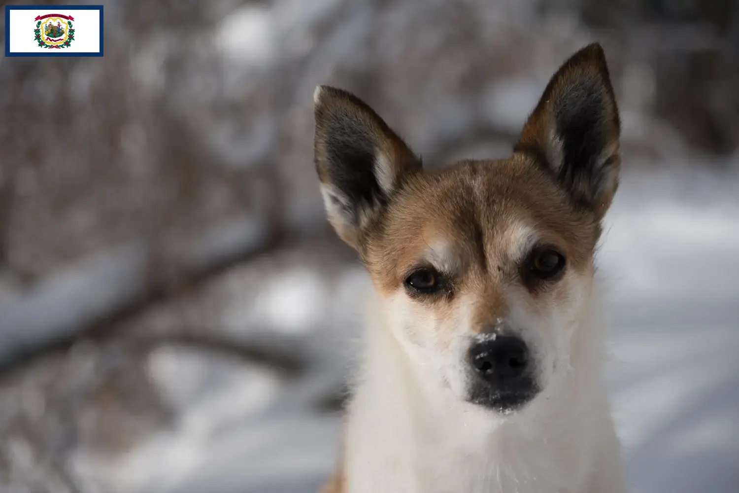 Read more about the article Norwegian Lundehund breeders and puppies in West Virginia