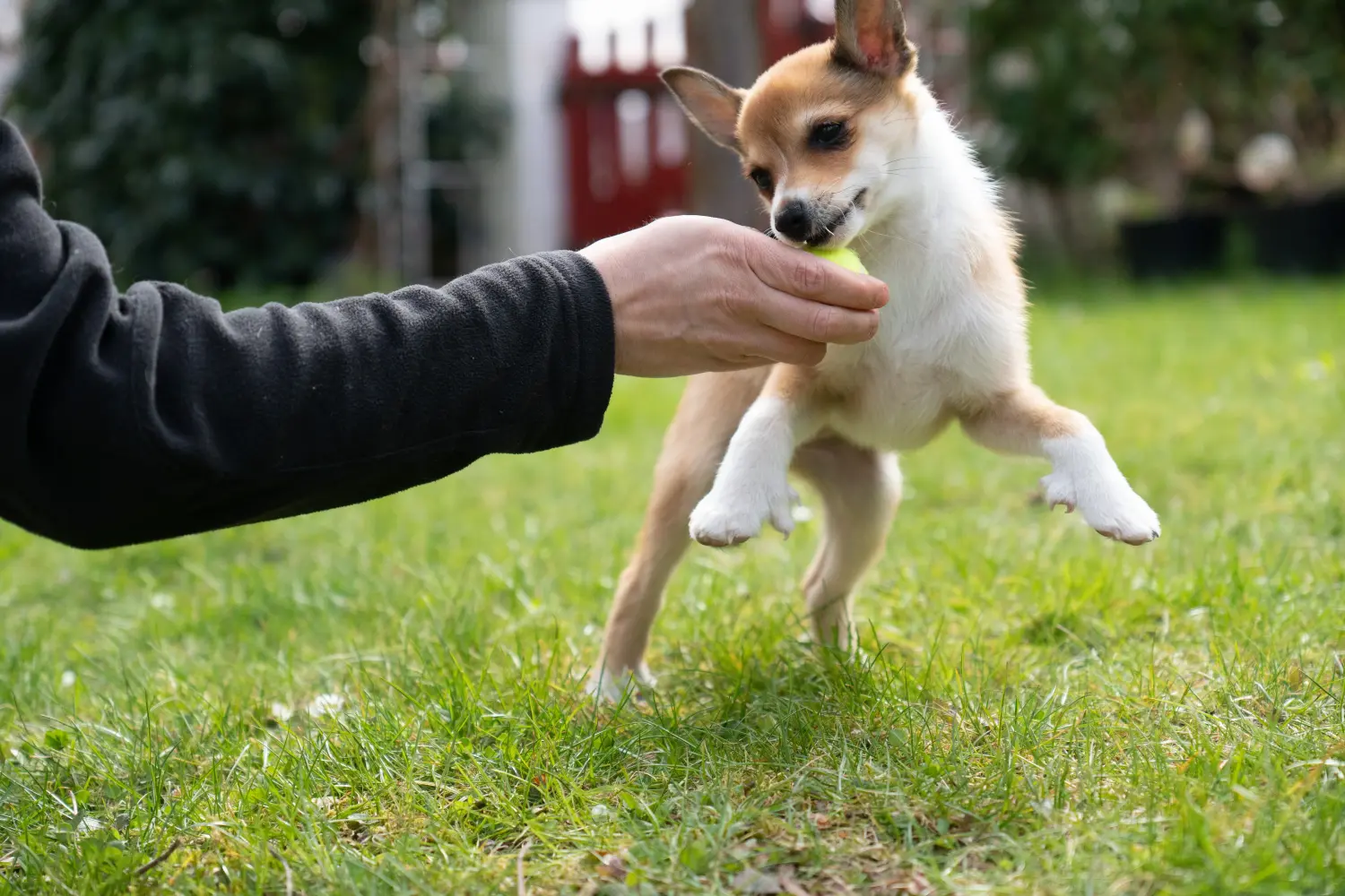 Buying a Norwegian Lundehund puppy means taking responsibility! Buy Norwegian Lundehund puppies.