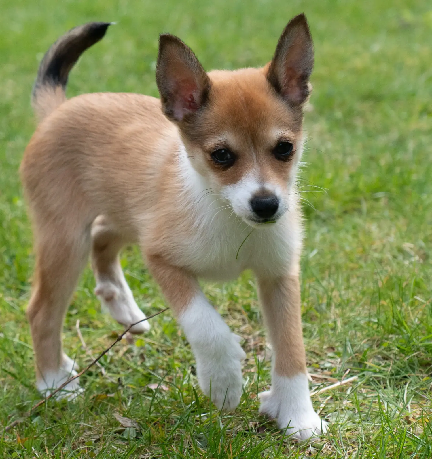 Buying a Norwegian Lundehund puppy means taking responsibility! Buy Norwegian Lundehund puppies.