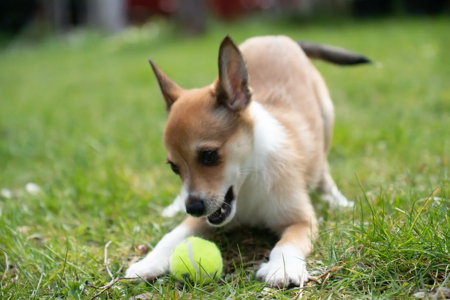 Buying a Norwegian Lundehund puppy means taking responsibility! Buy Norwegian Lundehund puppies.