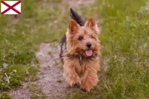 Read more about the article Norwich Terrier breeders and puppies in Alabama