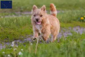 Read more about the article Norwich Terrier breeders and puppies in Alaska