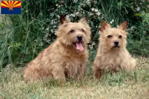 Read more about the article Norwich Terrier breeders and puppies in Arizona