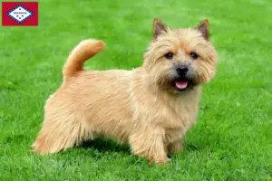 Read more about the article Norwich Terrier breeders and puppies in Arkansas