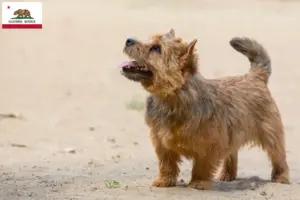 Read more about the article Norwich Terrier breeders and puppies in California