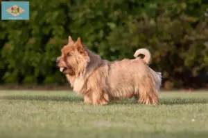 Read more about the article Norwich Terrier breeders and puppies in Delaware