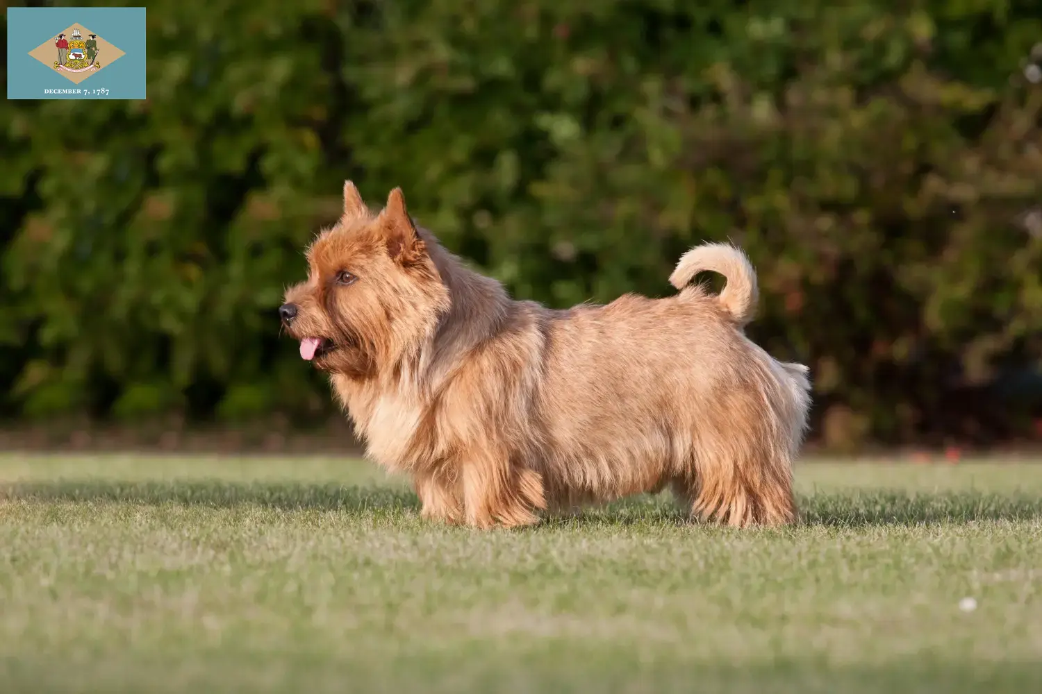 Norwich Terrier puppies and breeders Delaware Find Norwich Terrier breeders in Delaware here.