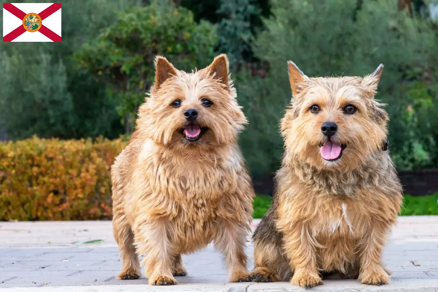 Norwich Terrier puppies and breeders Florida Find Norwich Terrier breeders in Florida here.