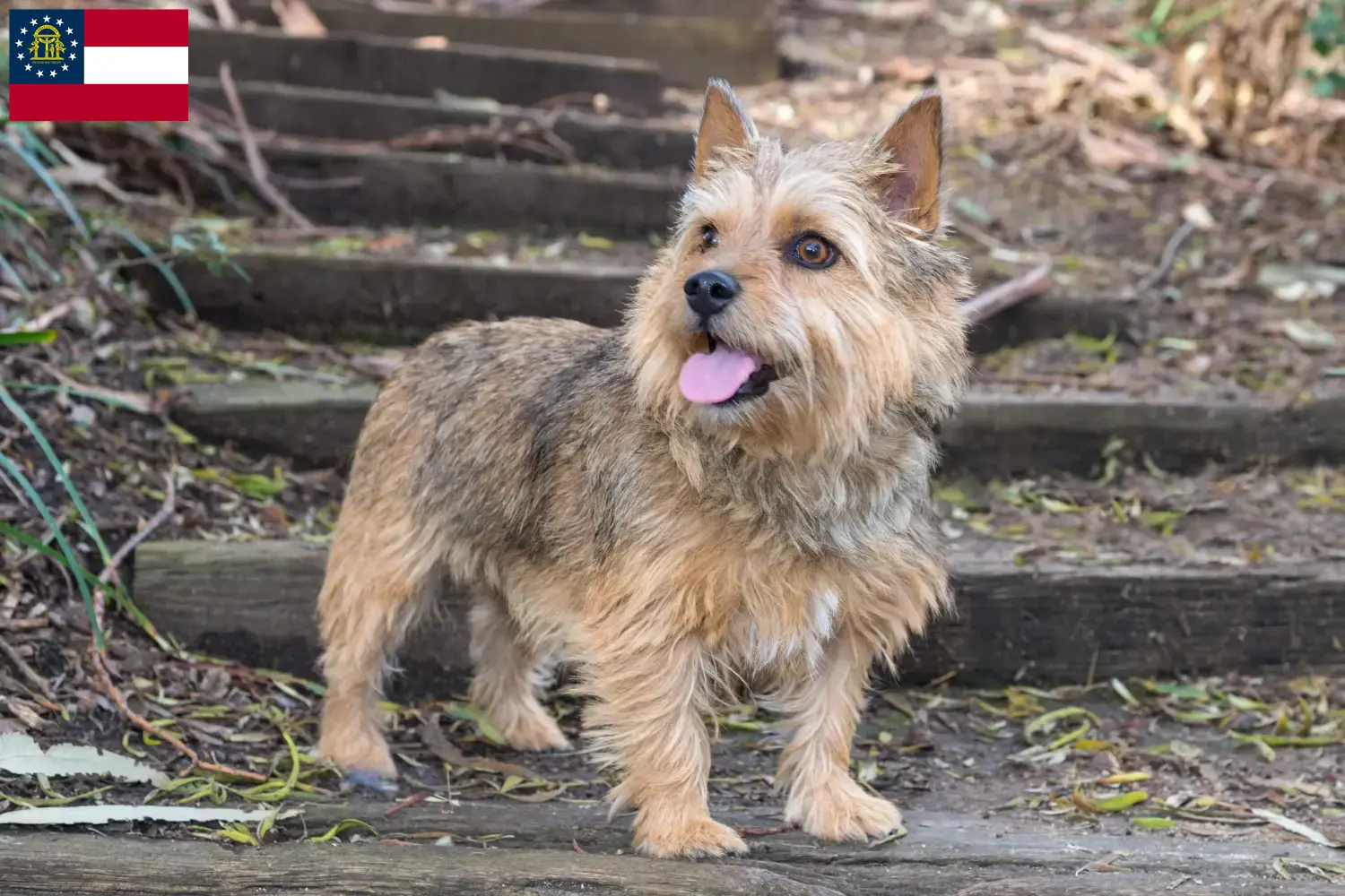 Norwich Terrier puppies and breeders Georgia Find Norwich Terrier breeders in Georgia.