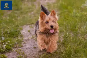 Read more about the article Norwich Terrier breeders and puppies in Idaho