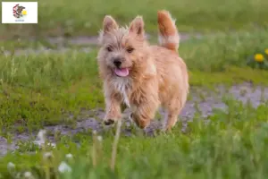 Read more about the article Norwich Terrier breeders and puppies in Illinois