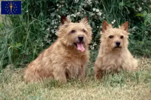 Read more about the article Norwich Terrier breeders and puppies in Indiana