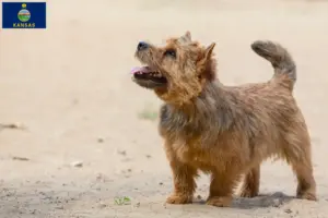 Read more about the article Norwich Terrier breeders and puppies in Kansas