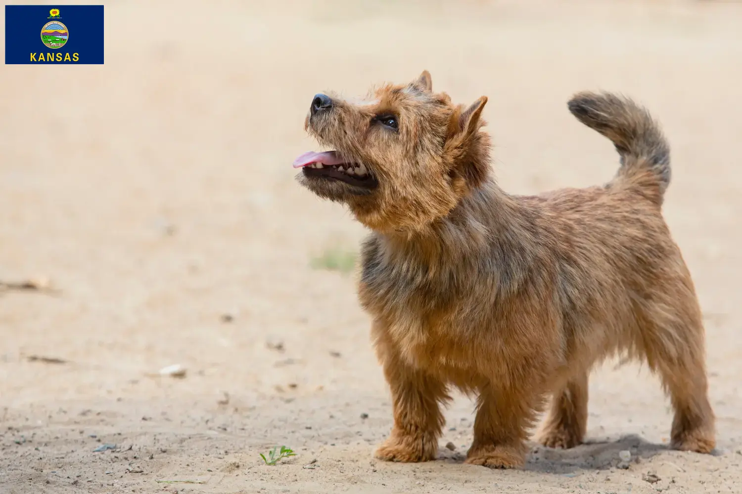 Norwich Terrier puppies and breeders Kansas Find Norwich Terrier breeders in Kansas here.
