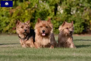 Read more about the article Norwich Terrier breeders and puppies in Kentucky