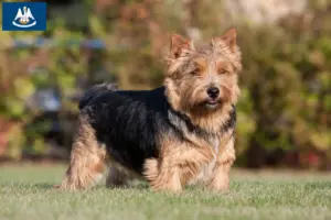 Read more about the article Norwich Terrier breeders and puppies in Louisiana