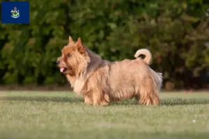 Read more about the article Norwich Terrier breeders and puppies in Maine